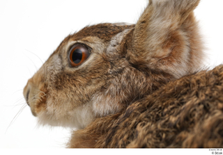 Hare  1 head 0010.jpg